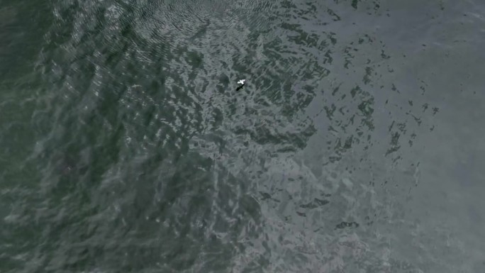 一只海鸟飞过海面试图捕捉一条鱼的航拍画面