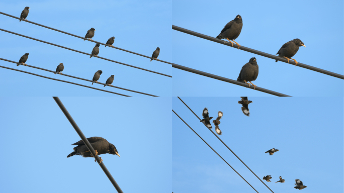 电线上的鸟 八哥