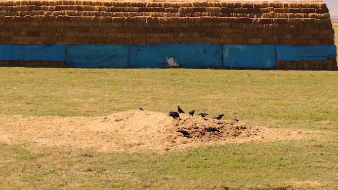 乌鸦在寻找粮食残渣干草。鸟儿在乡间寻找食物。动物，动物，鸟，乌鸦