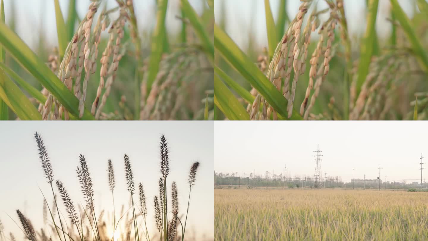水稻 和毛毛草在夕阳下