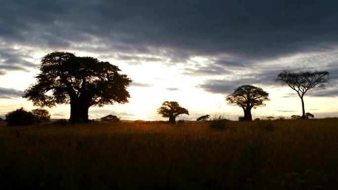 黄昏时分，热带草原中央的猴面包树和金合欢树