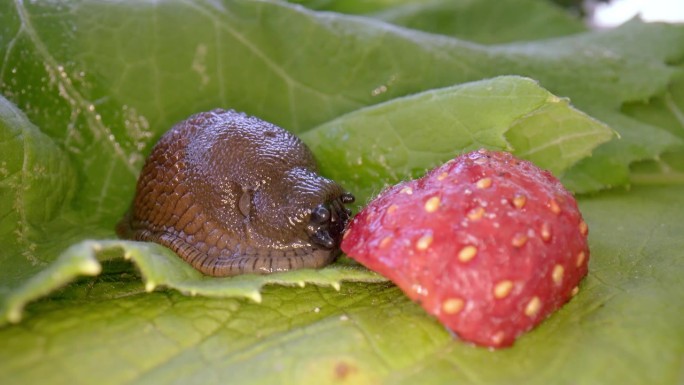 西班牙蛞蝓，arion vulgaris，吃草莓。灰色背景上，一只西班牙鼻涕虫正在快速进食浆果。西班