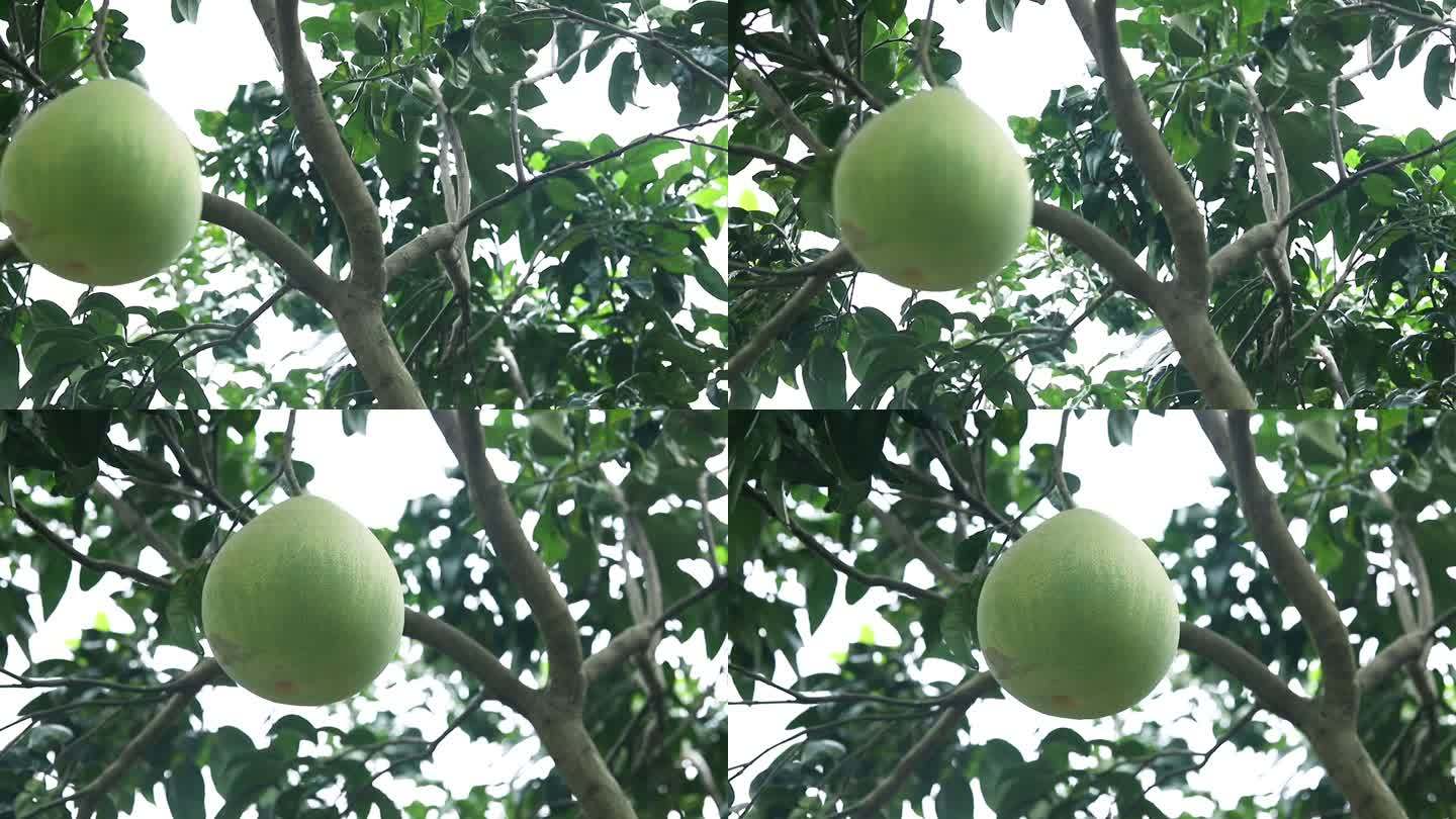 树枝上的柚子果实