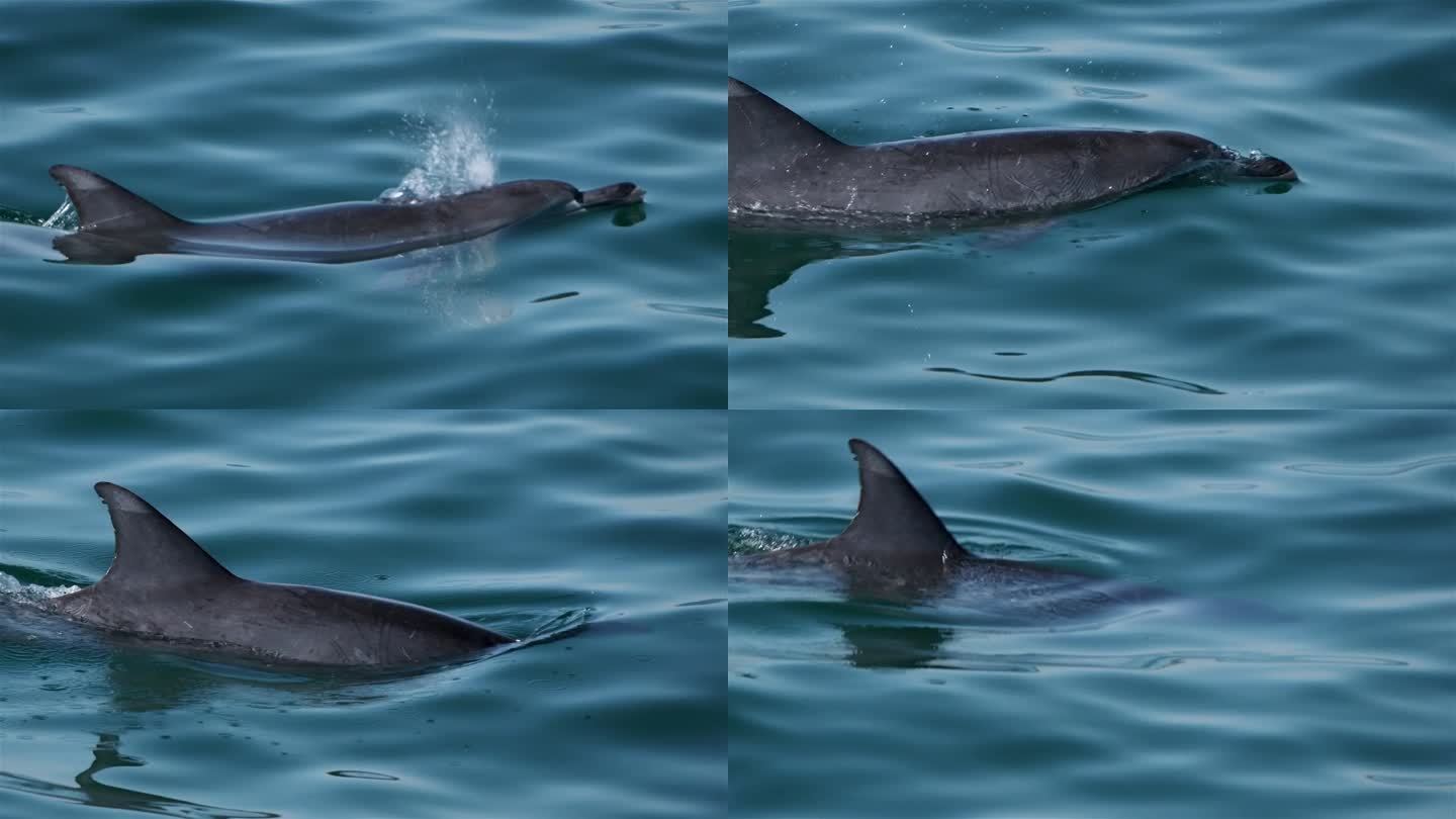 宽吻海豚游泳和水面呼气和呼吸吹水