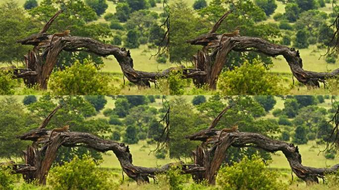 坦桑尼亚大草原上，一只豹子在一棵光秃秃的树干上休息