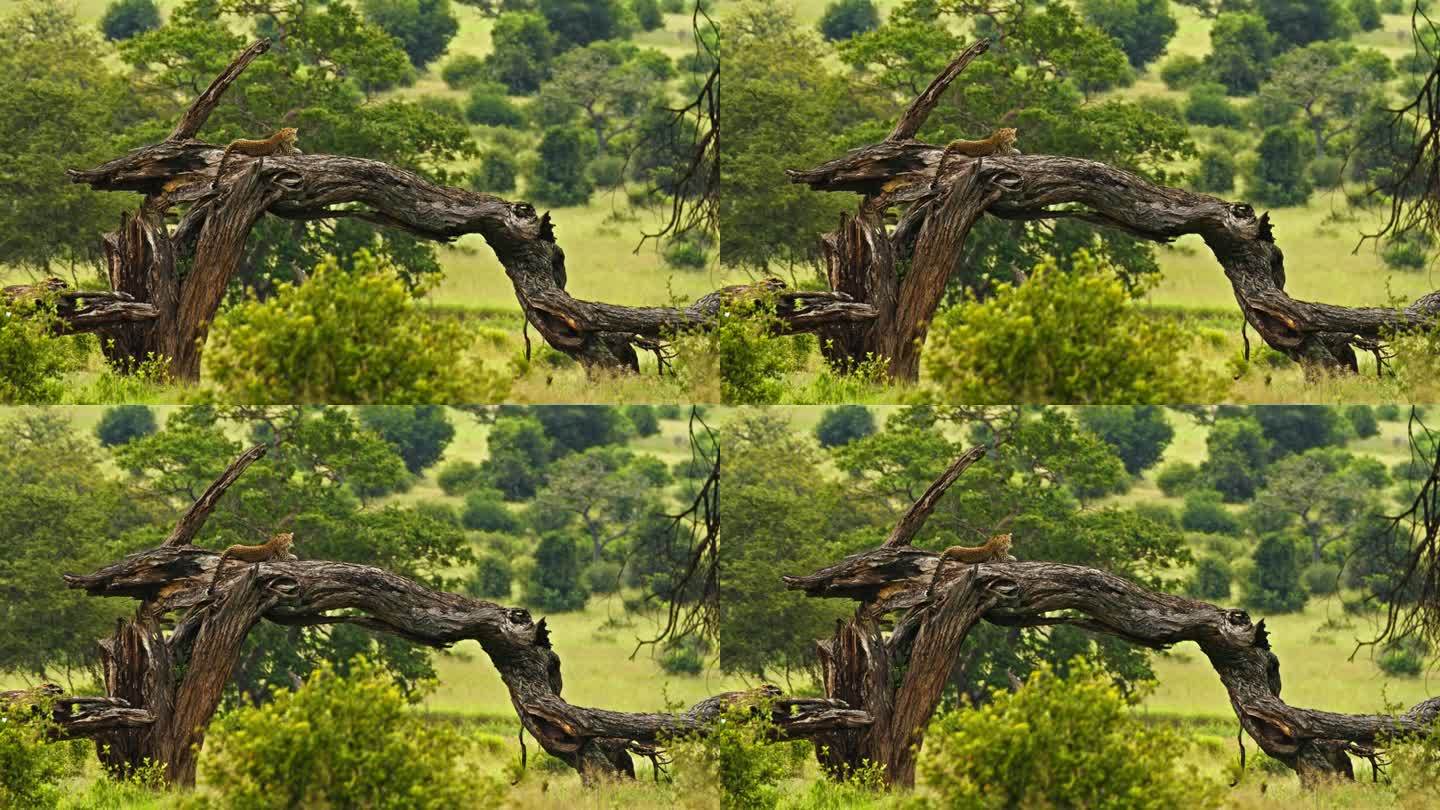 坦桑尼亚大草原上，一只豹子在一棵光秃秃的树干上休息