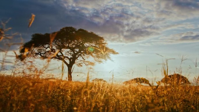 日落时分坦桑尼亚大草原上一棵金合欢树的美丽照片