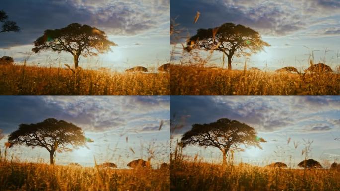 日落时分坦桑尼亚大草原上一棵金合欢树的美丽照片