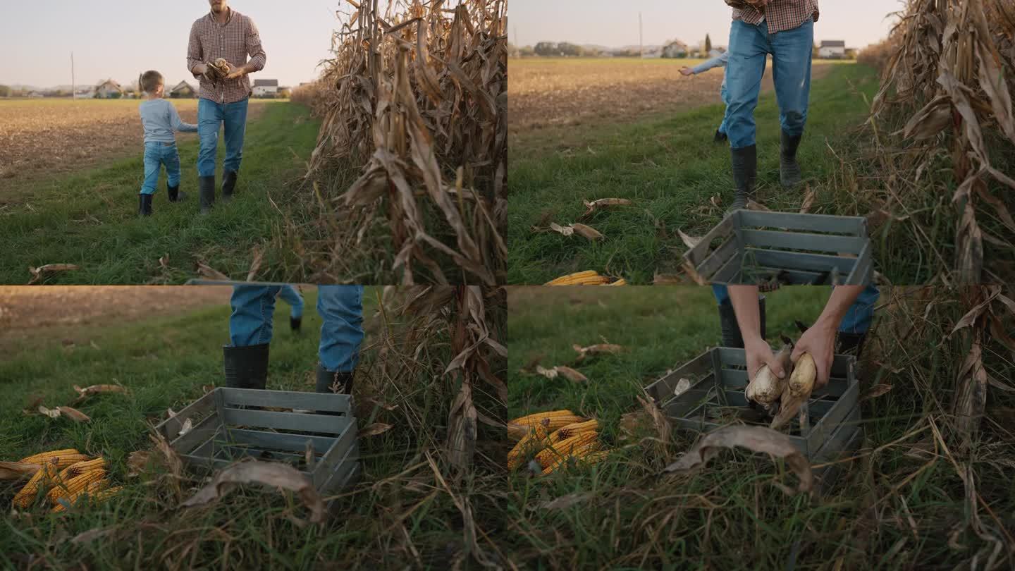 阳光明媚的夏日，农夫和儿子在田野里用木箱收集收获的玉米