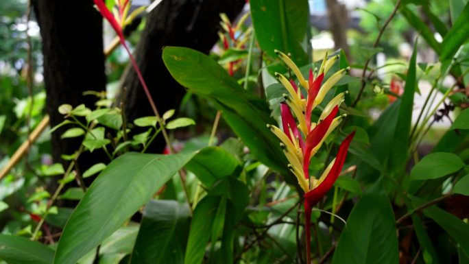 凤仙花或凤仙花散落在风中