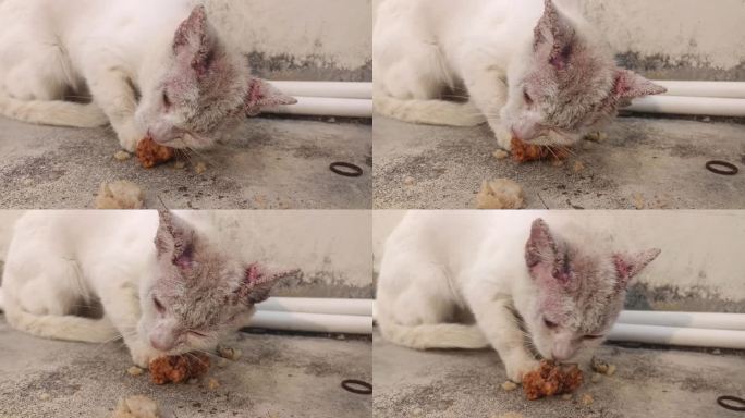 一只可怜的、被遗弃的成年白猫，身上长着癣，快要饿死了，有人小心翼翼地给了它食物，吃得津津有味