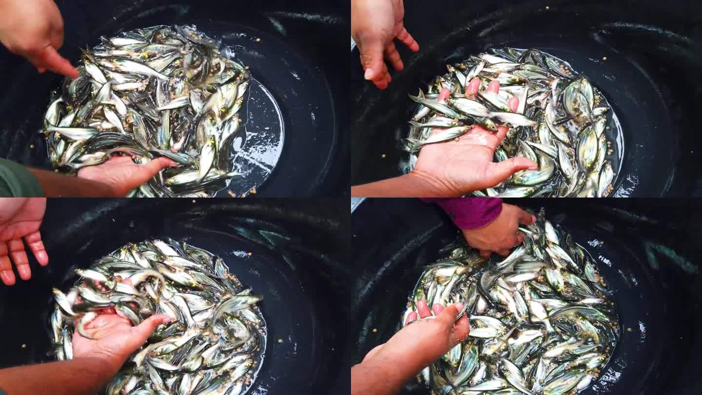 鱼孵化场生产的大量巴沙鱼鱼种仔仔待售