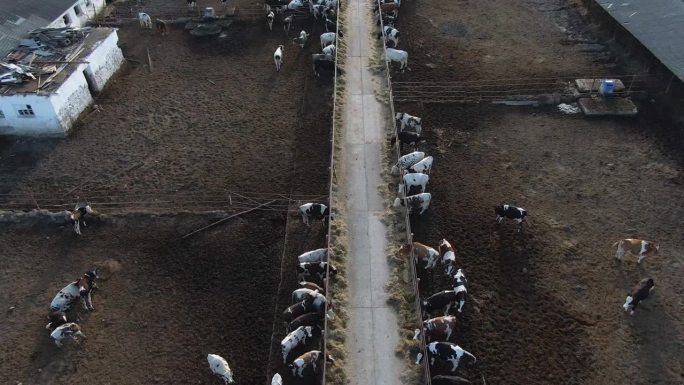农村的奶牛场。牛栏里的牛。鸟瞰图。
