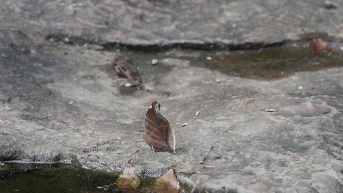 美丽的蝴蝶在马格达莱纳河的水坑里饮水，这是埃斯特雷科德马格达莱纳河的一条狭窄的裂缝，引起了激流，这是