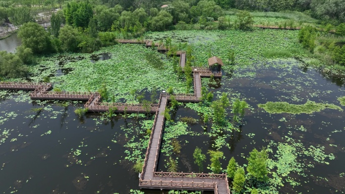 湿地