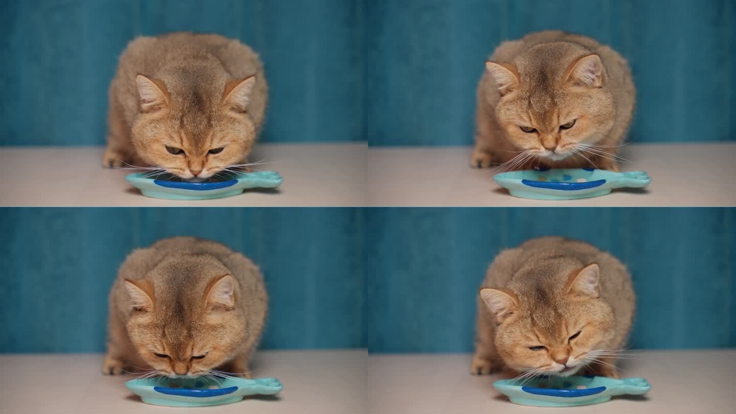 宠物金渐层猫咪吃零食