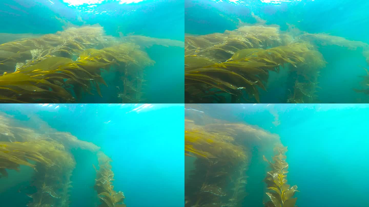 拉霍亚的海带细丝清晰可见