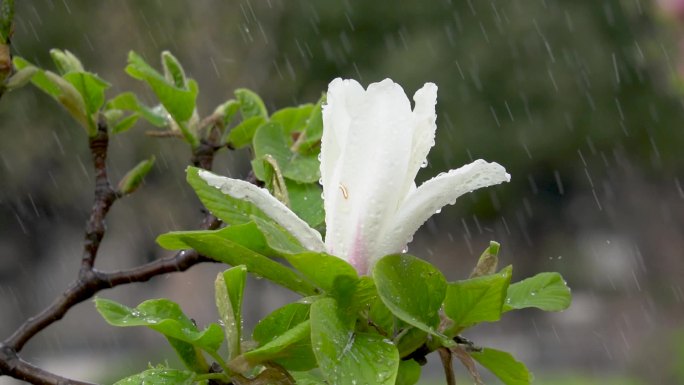 玉兰树玉兰花白玉兰