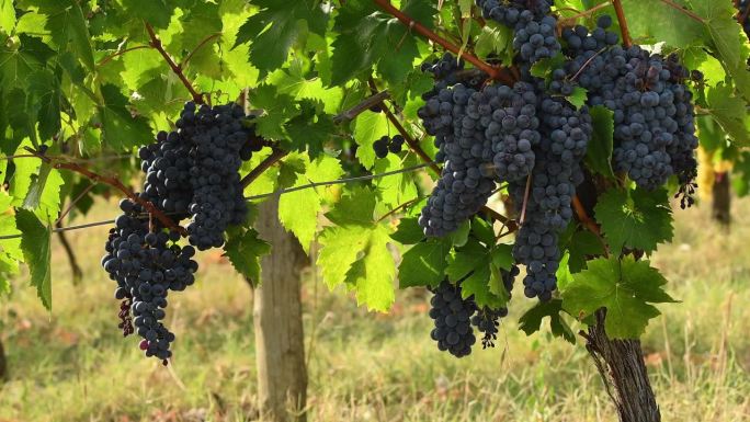 九月收获季节前，佛罗伦萨附近经典基安蒂地区葡萄园里的黑葡萄。意大利。