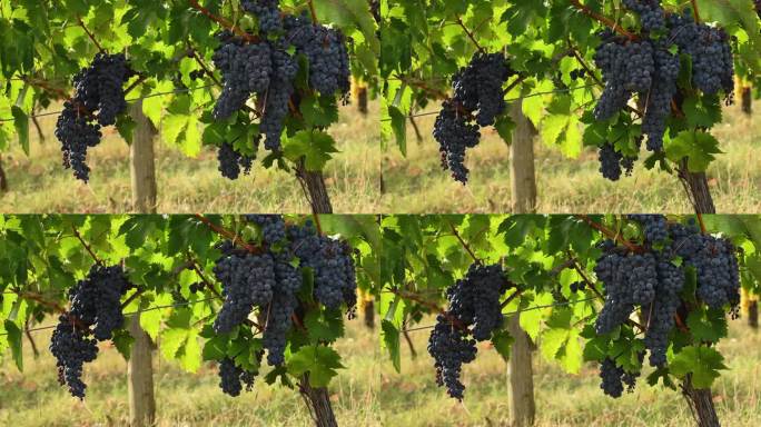 九月收获季节前，佛罗伦萨附近经典基安蒂地区葡萄园里的黑葡萄。意大利。