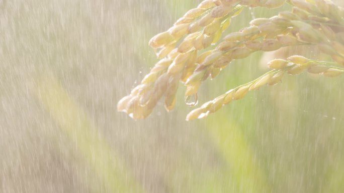 稻田雨露下雨稻谷