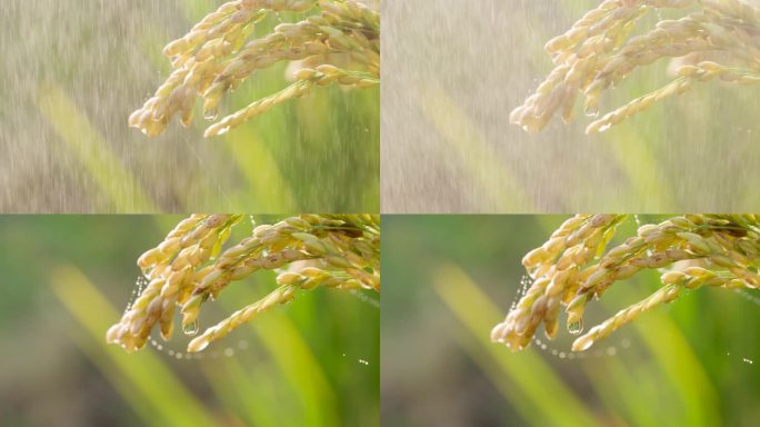 稻田雨露下雨稻谷