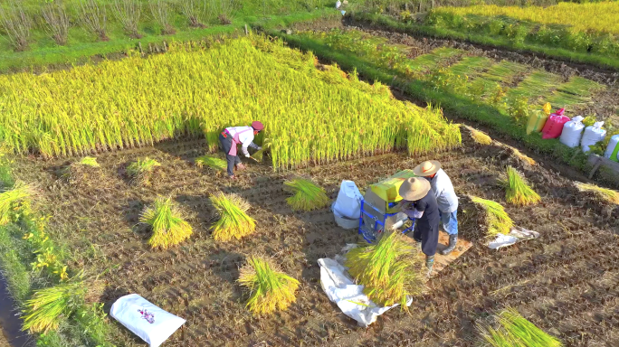 秋天农民在金黄色稻田里割水稻 秋收