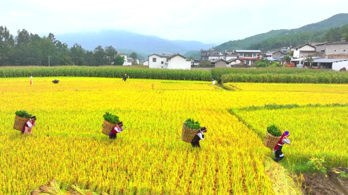 5K秋天金黄色的稻田  农民稻田劳动