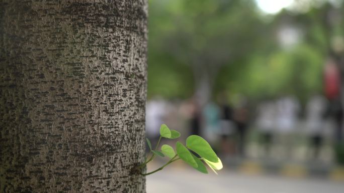 大学环境 校园 图书馆 大学生 学校