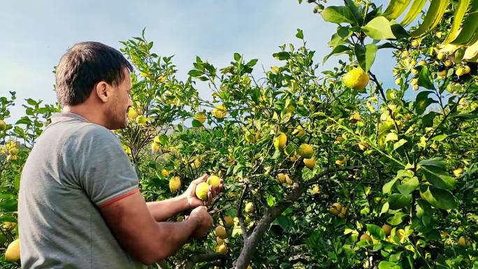 男子在花园里用花园修剪器从树枝上剪下柠檬的果实