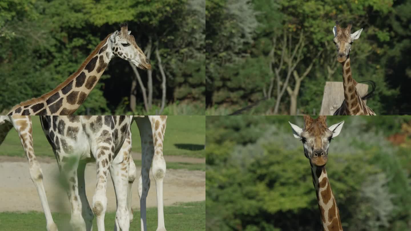 长颈鹿奔跑，温暖晴朗的日子，自然和丛林，RED 4K