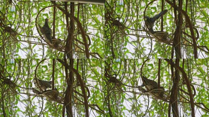 斯里兰卡锡兰木鸽用小树枝筑巢。野鸽家族为蛋和雏鸟筑巢。雄鸟飞着，带着树枝帮助雌鸟在家里的花园里筑巢。