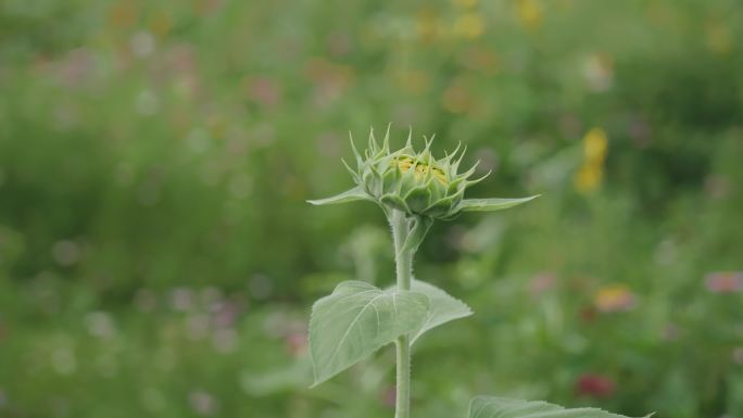 野花 向日葵 浇水 花蕾 菊花