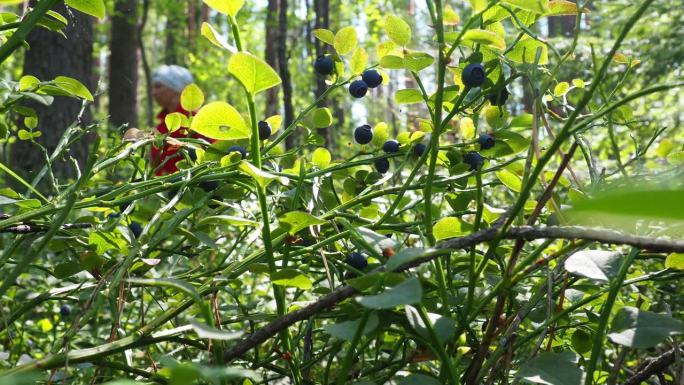 蓝莓桃金娘，一种低矮的灌木，是石楠科蓝莓属的一种。森林野生蓝紫浆果，绿叶。采摘浆果的女人