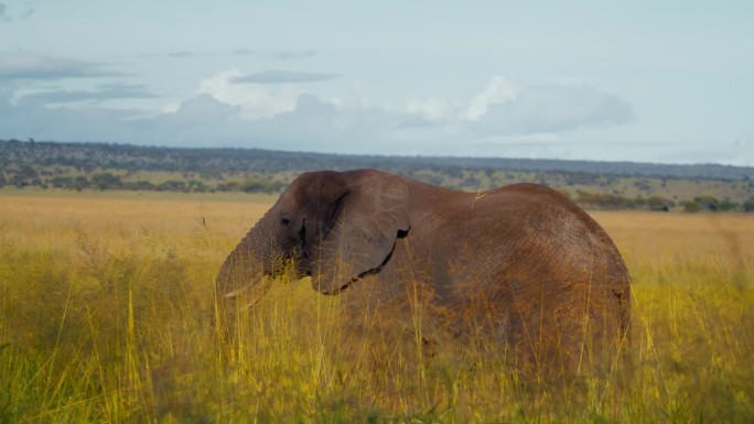 坦桑尼亚大草原上，一头非洲象正在吃草