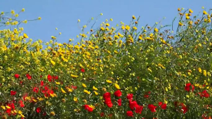 田野100%覆盖着春花