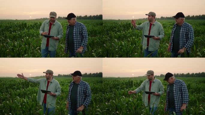 两个走在玉米地里的农民谈农业企业的发展，绿地里的人