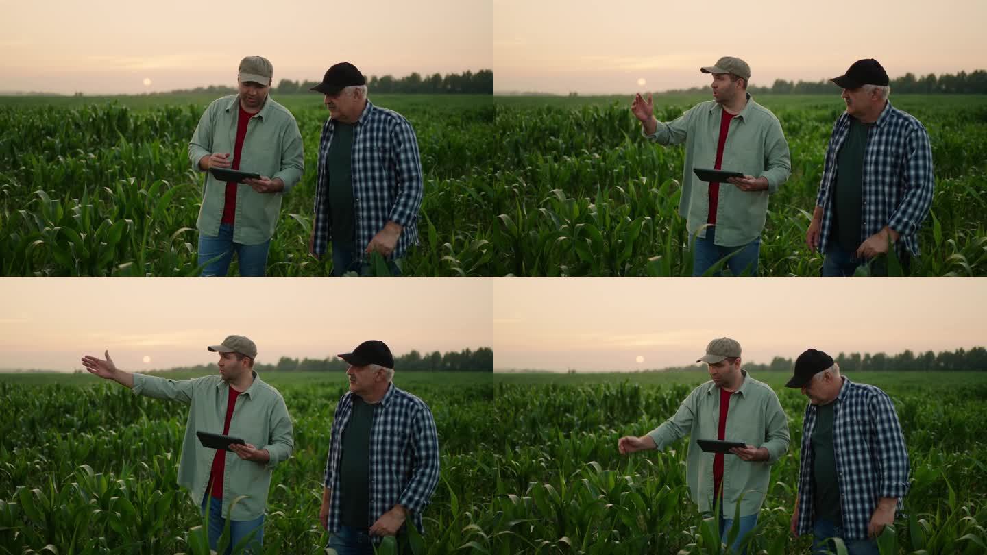 两个走在玉米地里的农民谈农业企业的发展，绿地里的人