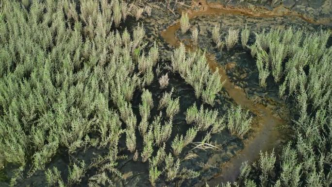 海参属沿海植物，生长在潮汐泥滩上，缓慢低空飞行。