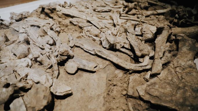 考古发掘历史文化动物骨骼标本化石