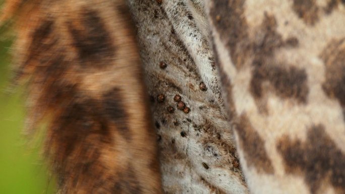 长颈鹿皮肤和皮毛上的寄生虫