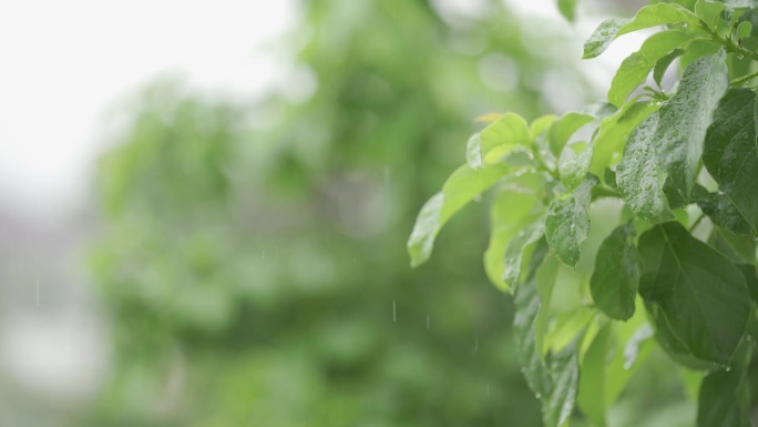 雨滴固定在绿叶上热带森林的雨天雨水落在树上，树叶按季节下雨。