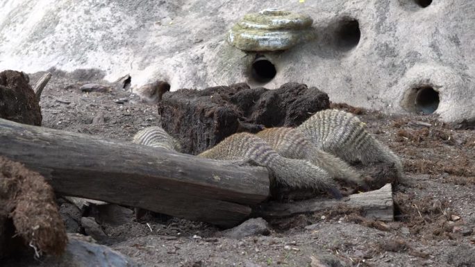 一群带着臂章的猫鼬在它们的庇护所外四处爬行和挖掘泥土——手持