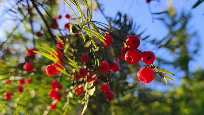 冬天的红豆杉