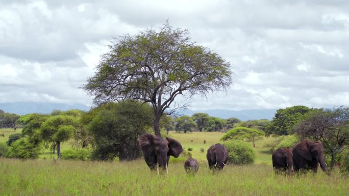 一群非洲象正在坦桑尼亚的草地上散步