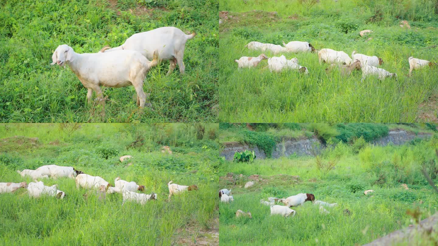 4K羊 羊吃草 草原乡村农村畜牧羊群养殖