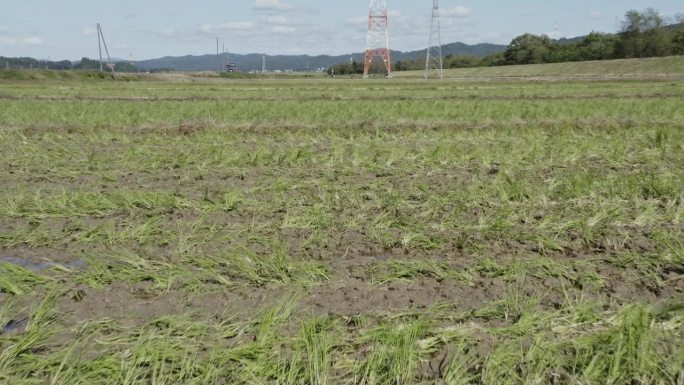 无人机视频:收割后的稻田