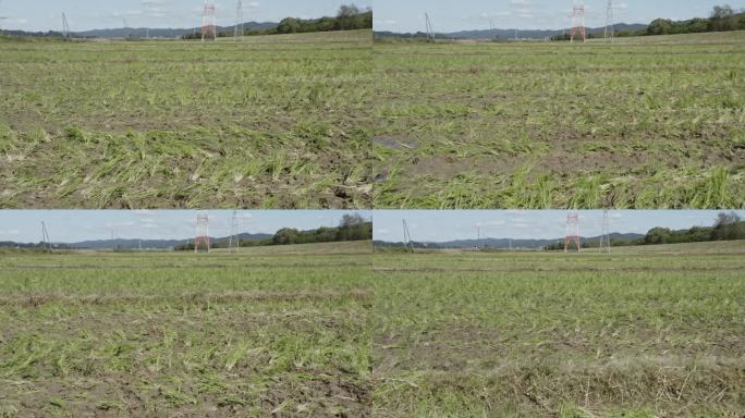 无人机视频:收割后的稻田