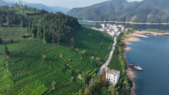 黄山太平湖猴魁茶园航拍