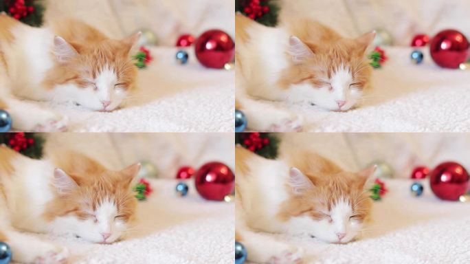 猫咪在圣诞装饰的沙发上睡得很香